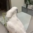 السلام عليكم بغباء كوكاتو أليف عنده بوسه على السوم