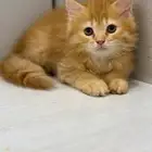 قطط شيرازي