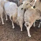 ضان للبيع