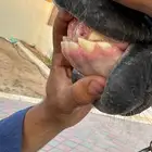 مهره عربيه بنت طي الخالديه