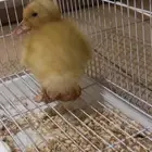 بطه