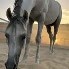 خيول للبيع