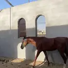 حصان جزيزي