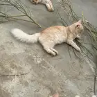 قطط شيرازي بيج