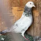 حمام باكستاني بيور