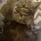 قطه ضاعت ف حي الضرس