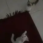 كيتن شيرازي و هملايا