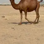 ملاقي حمرا دم رباع