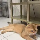 للتزاوج قط ذكر سكوتش فولد
