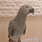 كاسكو فرخ متكلم اليف