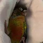 كنيور يلوسايد
