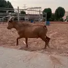 للبيع ماعز قزم تشيكيه انثى ومعها ولدها