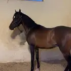 حصان واهو عربي اقبل البدل