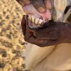 فحل ابيض مشروط