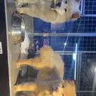 كلاب تشاو تشاو Chow Chow بيور
