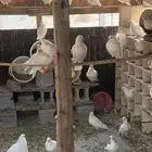 حمام فرنسي للبيع الحبه ب20