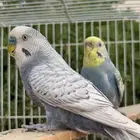 زوج بادجي (تم البيع)