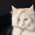 قطط شيرازيه تبني