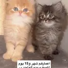 قطط للبيع 4 ببريده الواحد ب500 ريال