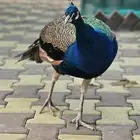 بيتيول و روتوايلر