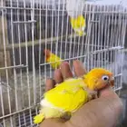 فرخ فيشر لاتينو اورنج