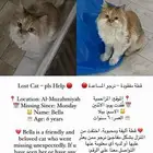 قطه ضائعه في المزاحمية