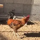 ديك بلدي
