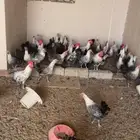 دجاج فيومي بياض