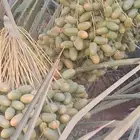 تمور للبيع صقعي فاخر وشيشي أخضر وخلاص ومجدول وهلالي