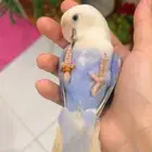 روز اليف