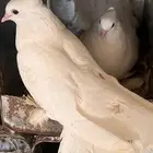 حمام رقاص
