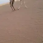 لقحات