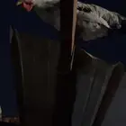 دجاج بلدي
