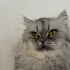 قطه لتبني ومطعمه