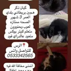تبني كيتن