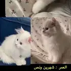 قط للبيع