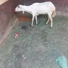 نعجه قريبه