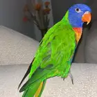 للبيع لوري رينبو
