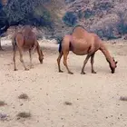 ناقتين للبيع
