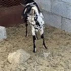 جفره فل شحم ولحم