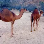 قعدان للبيع