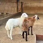 كباشه لباني