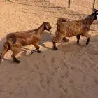 ( تم البيع ) عنز وحده 2 تيوس