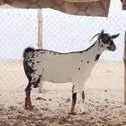 عنز بيشيه اصيله
