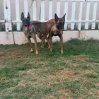 انث مالينو بلجيكي
