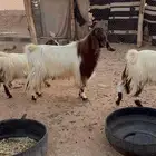 تيس مصري فحل للبيع
