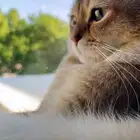 القط سيمبا سكوتش فولد