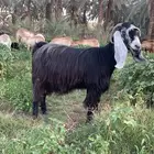 عنز عارضيه صنف. متبع ب تيس فاخر