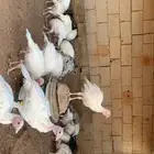 رومي للبيع