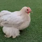 للبيع دجاجه كوشن لافندر بياضه